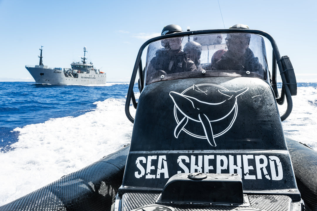 Classic Whale Collection