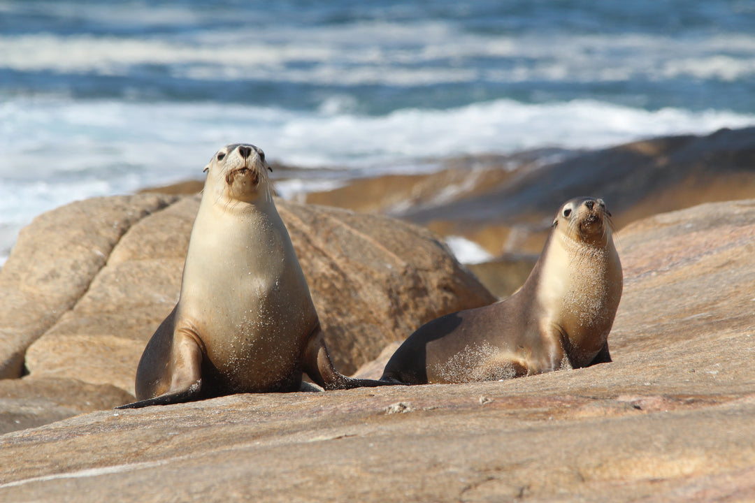 Australian Sea Lion Defence Campaign Unisex Tee